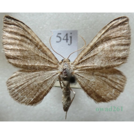 Cataclysme riguata (Hübner, 1813) Obmytek falisty Czech54j